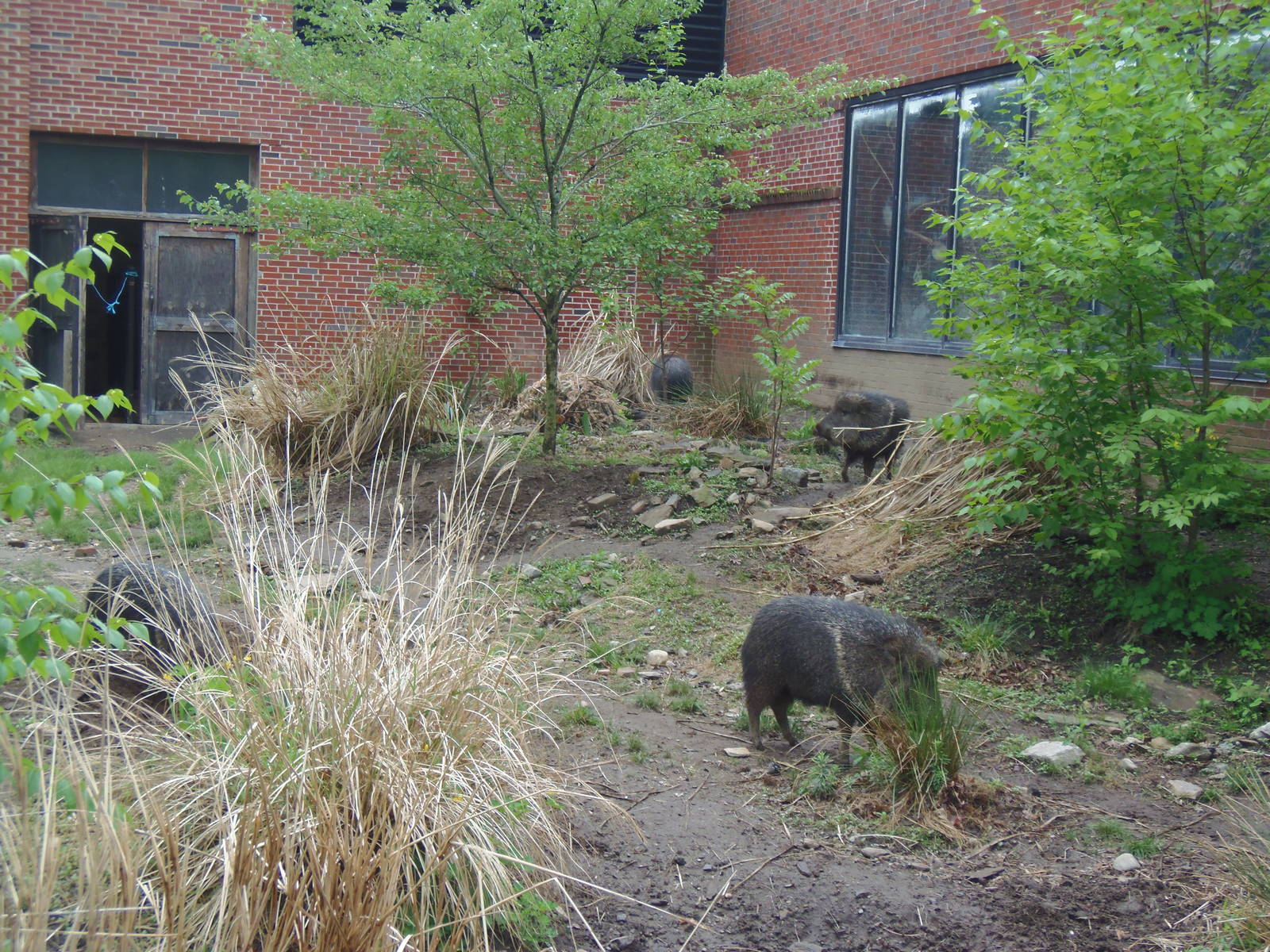 Chacoan Peccary Herd