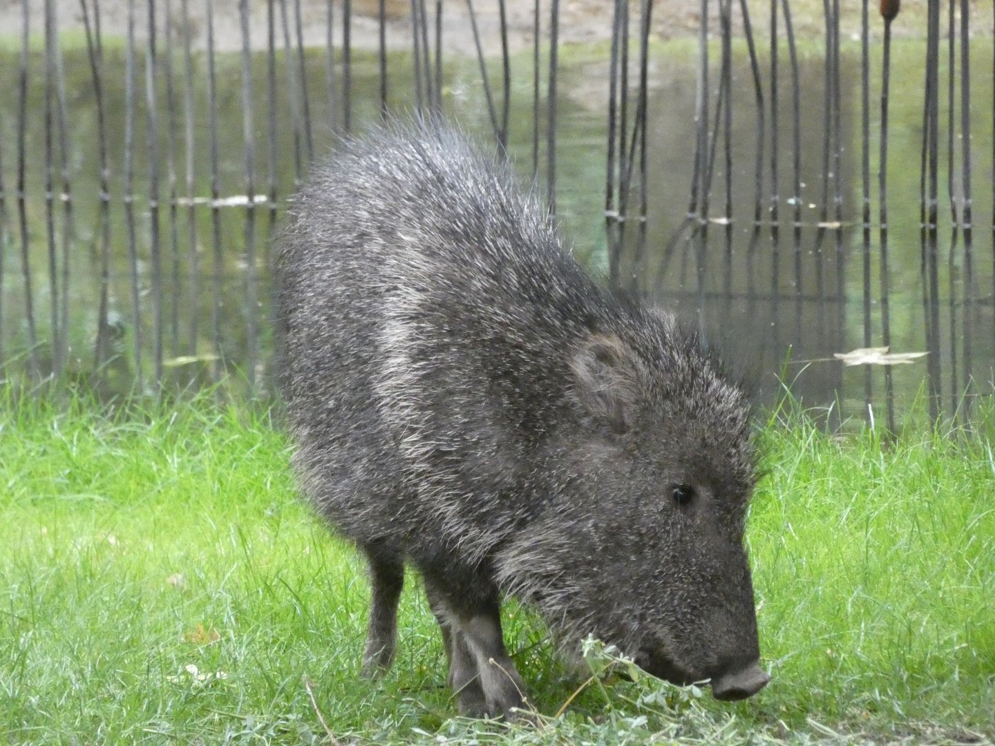 Chacoan Peccary in new South America exhibit