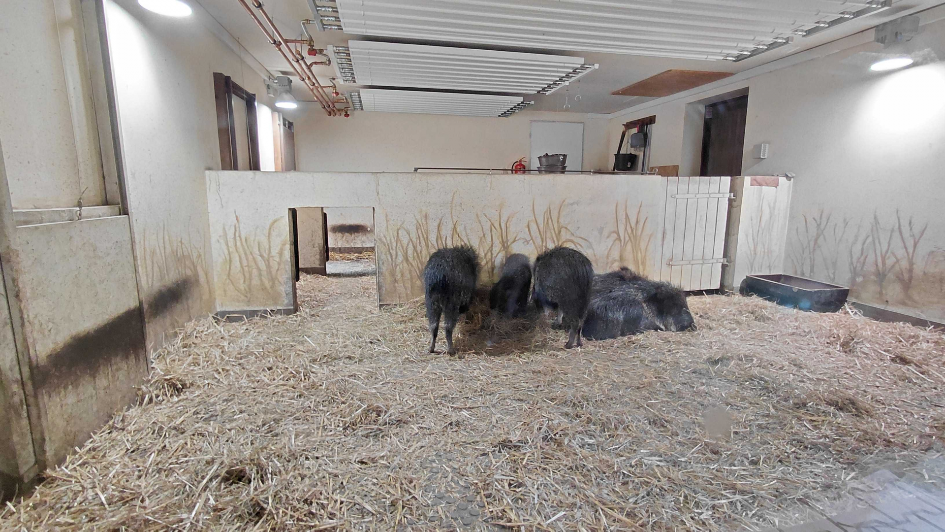 Chacoan peccary indoor exhibit