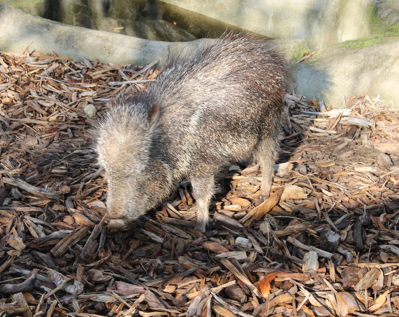 Chacoan peccary - juvenile