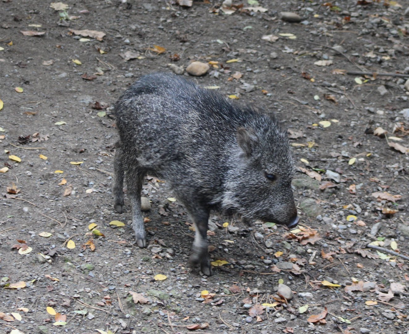 Chacoan peccary - juvenile