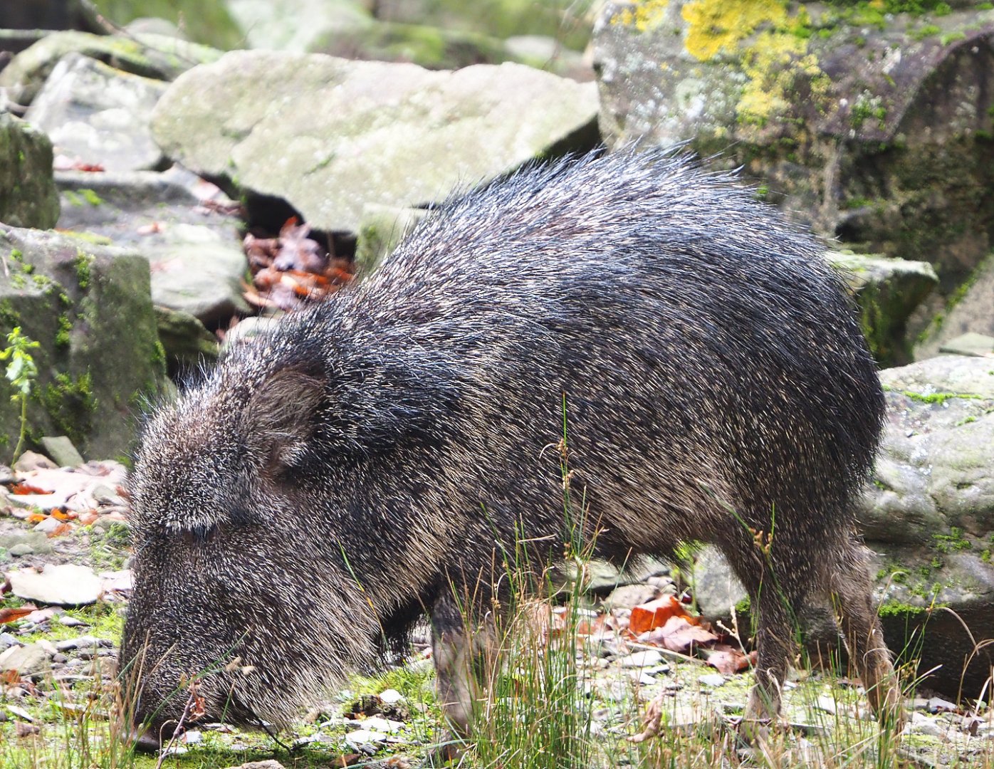 Chacoan peccary or Tagua (Catagonus wagneri), 2021-11-06
