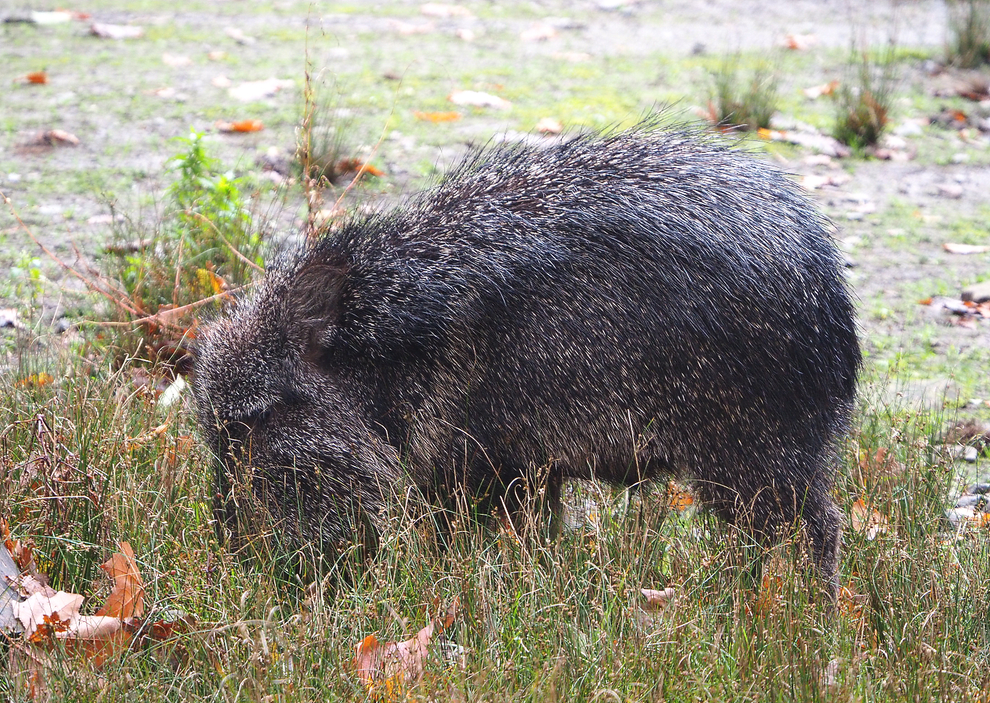 Chacoan peccary or Tagua (Catagonus wagneri), 2021-11-06