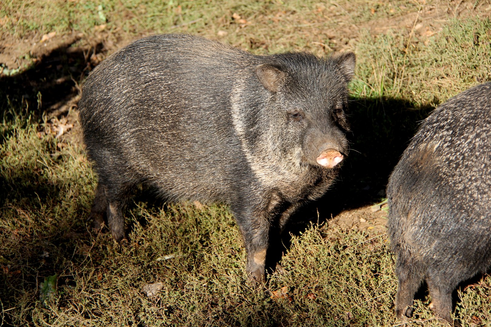 Chacoan peccary or tagua (Catagonus wagneri)