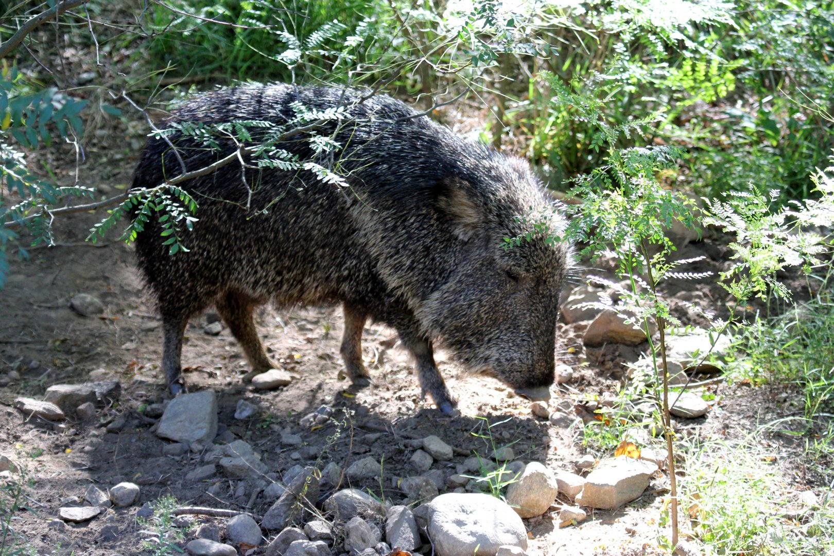 Chacoan peccary or tagua (Catagonus wagneri)