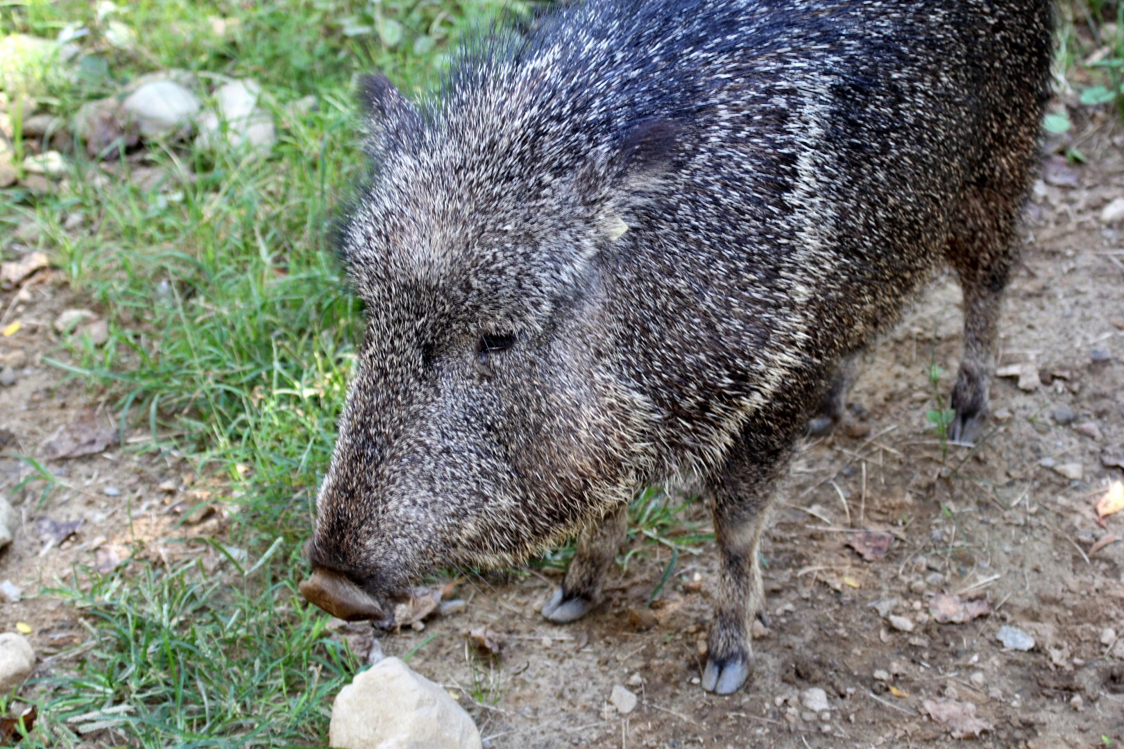 Chacoan peccary or tagua (Catagonus wagneri)