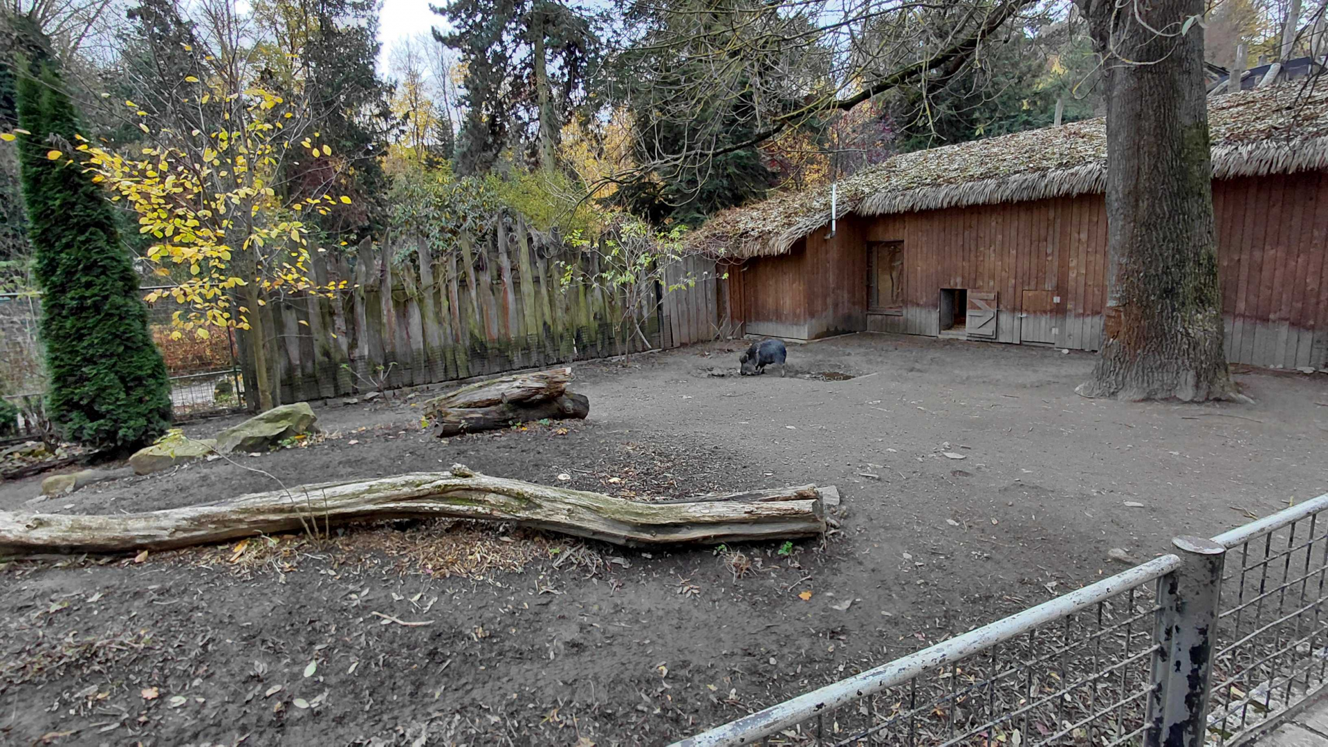 Chacoan peccary outdoor exhibit