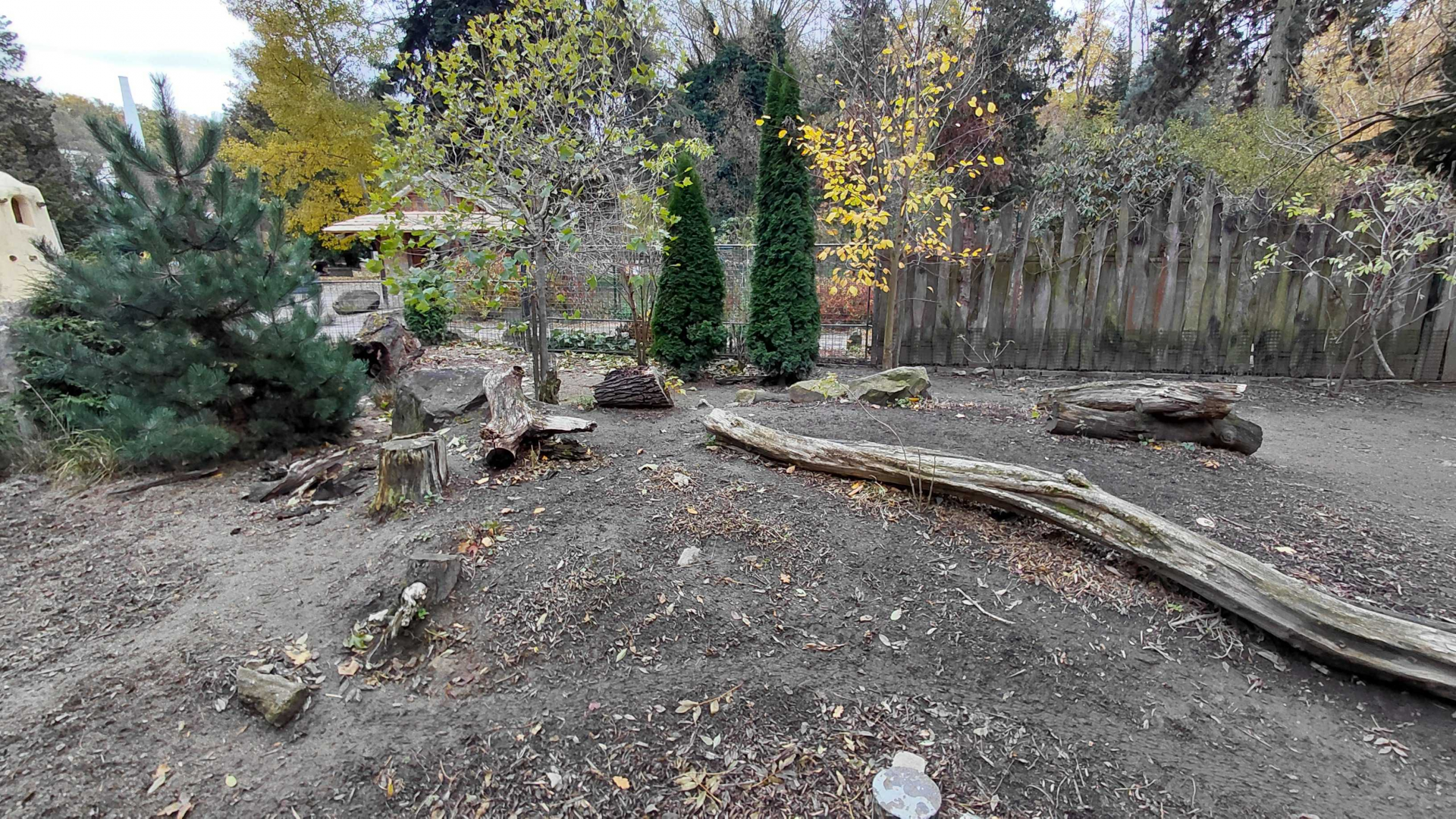 Chacoan peccary outdoor exhibit