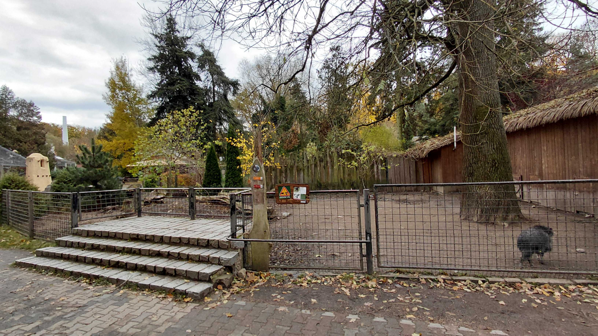Chacoan peccary outdoor exhibit