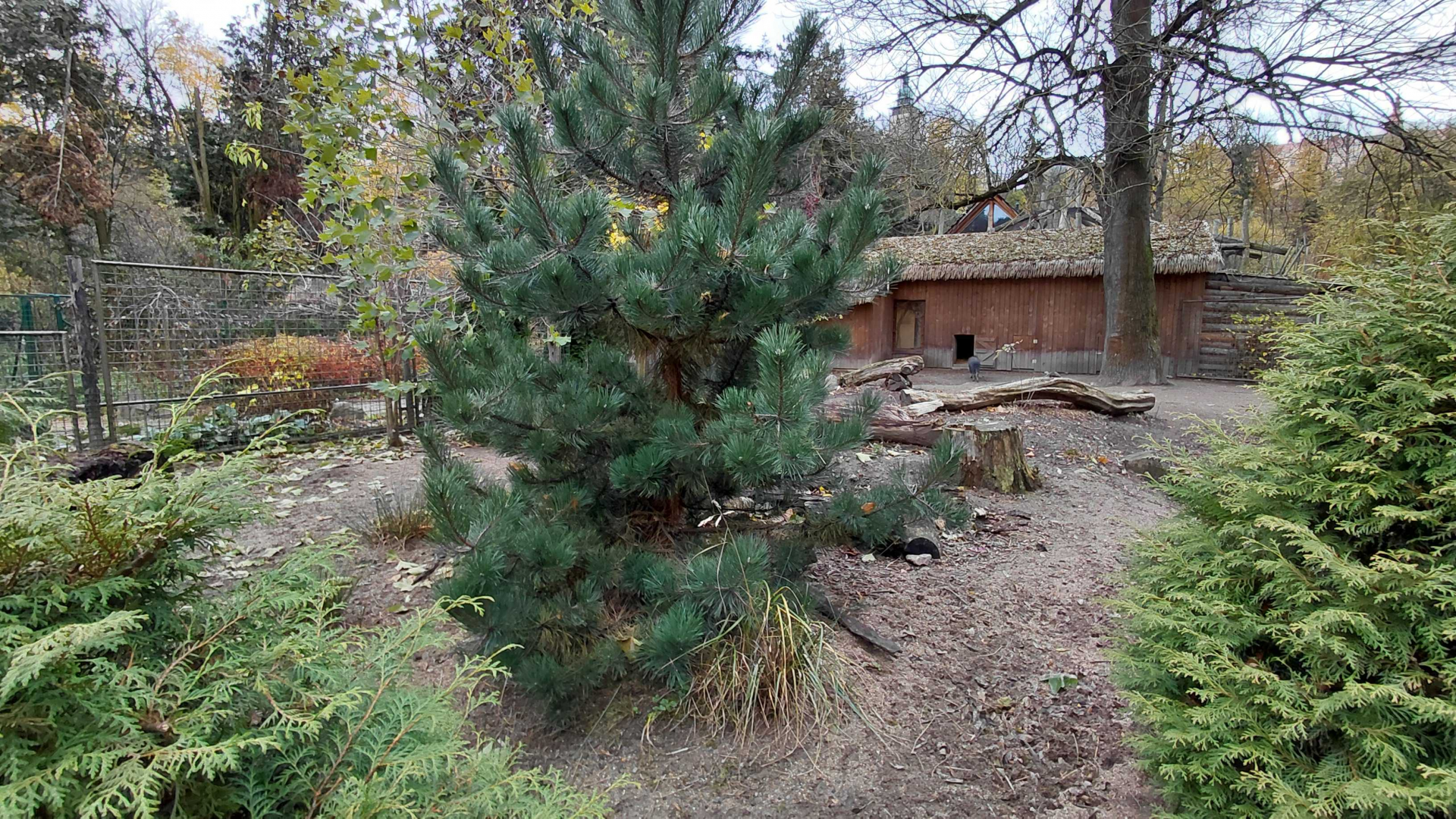 Chacoan peccary outdoor exhibit