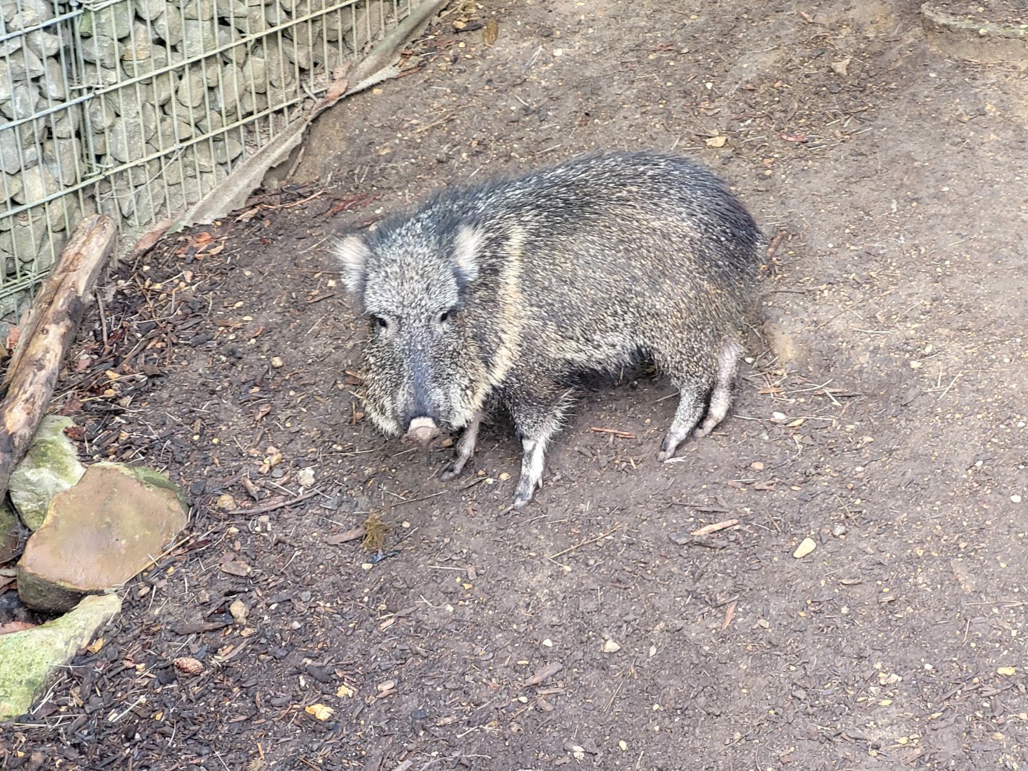 Chacoan peccary -Parc Zoologique de Paris (2022)