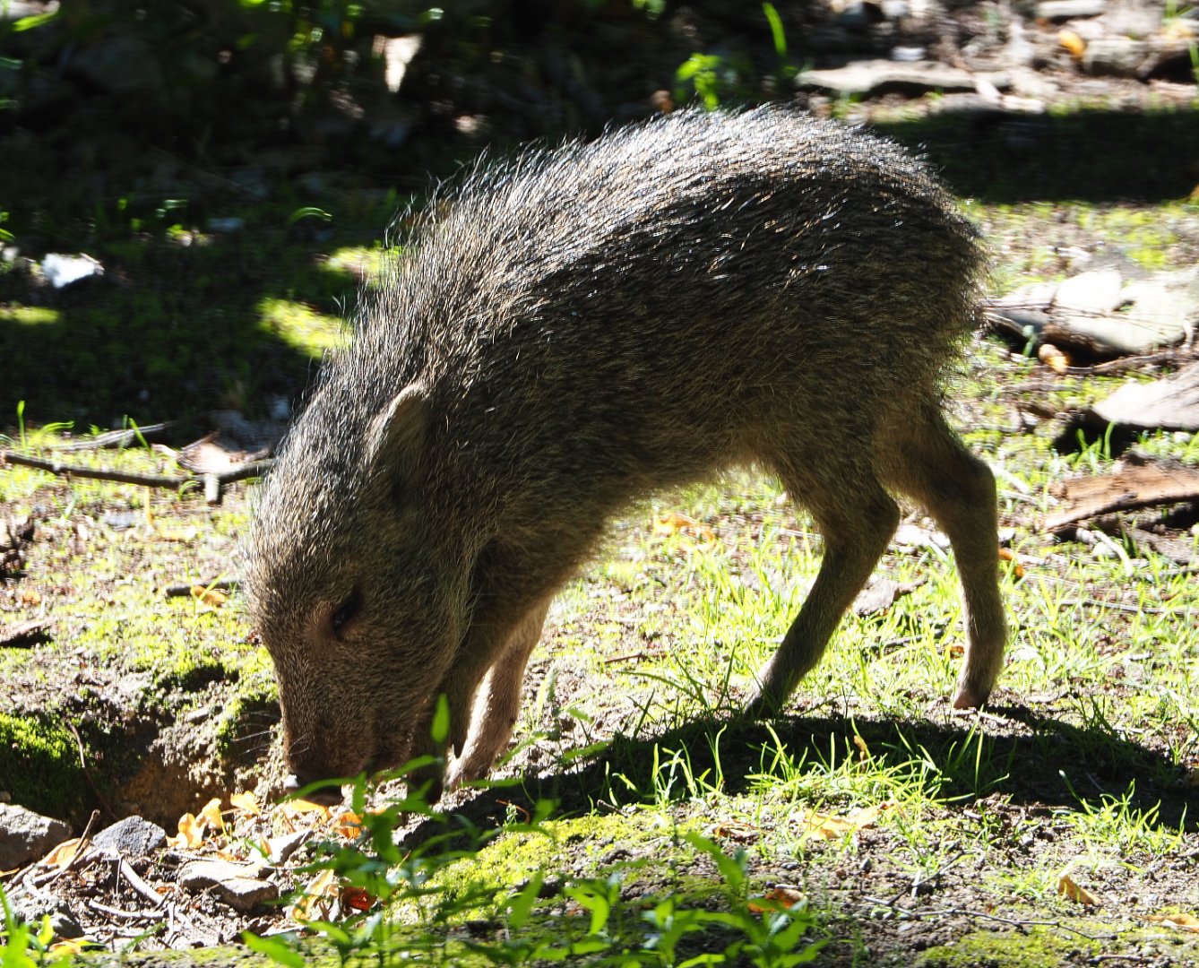 Chacoan peccary piglet (Catagonus wagneri), 2020-07-21