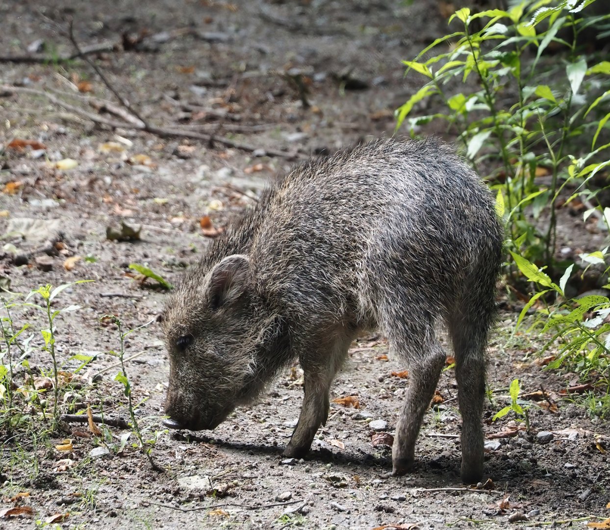 Chacoan peccary piglet (Catagonus wagneri), 2024-07-14