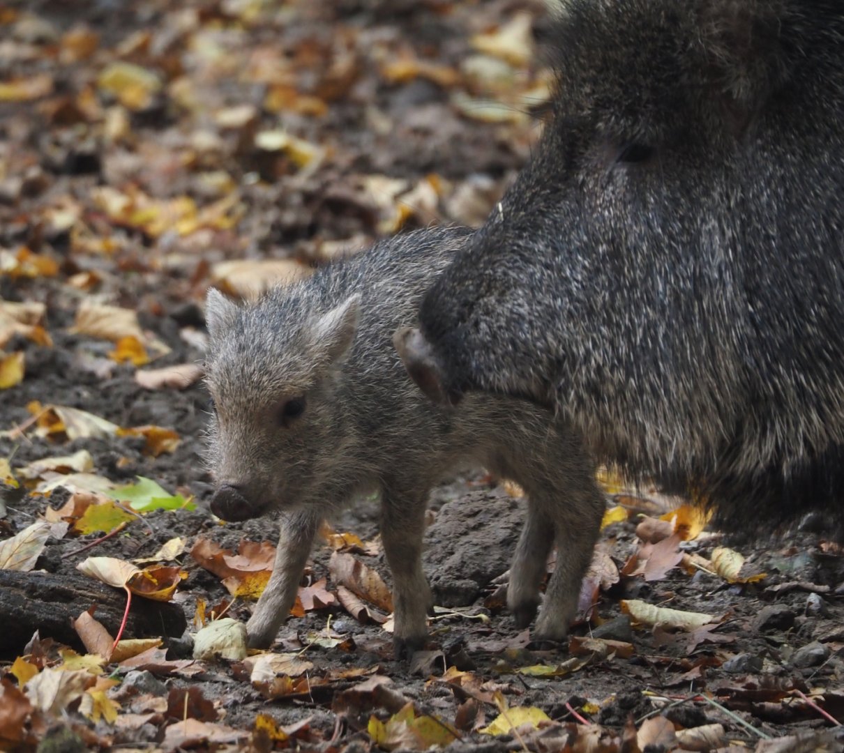 Chacoan peccary piglet (Catagonus wagneri), 2025-10-29
