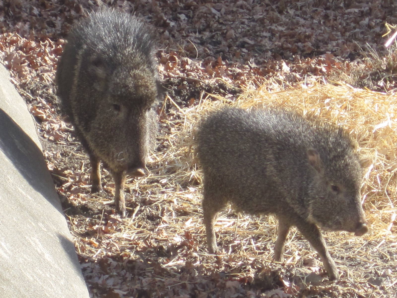 Chacoan Peccary Piglet With Mommy