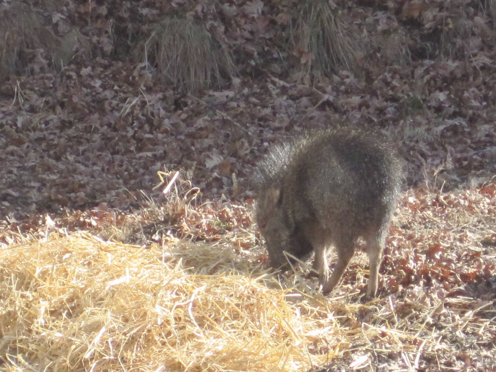 Chacoan Peccary Piglet