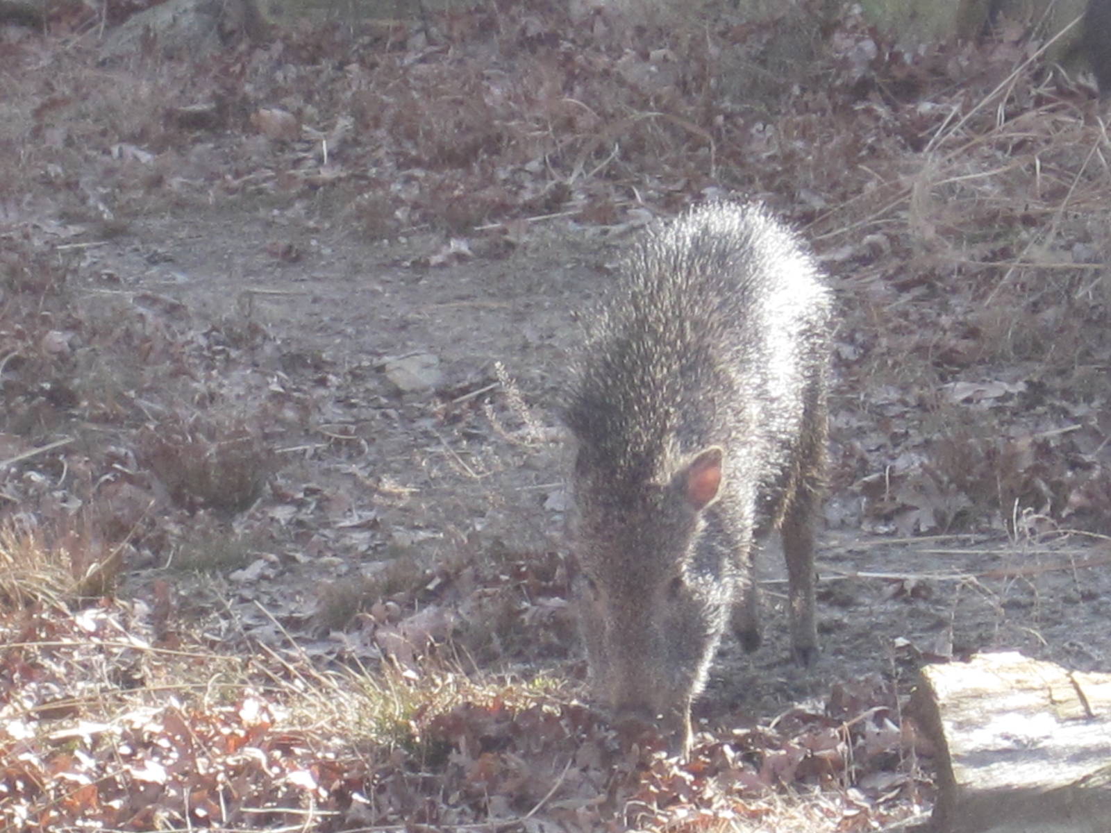Chacoan Peccary Piglet