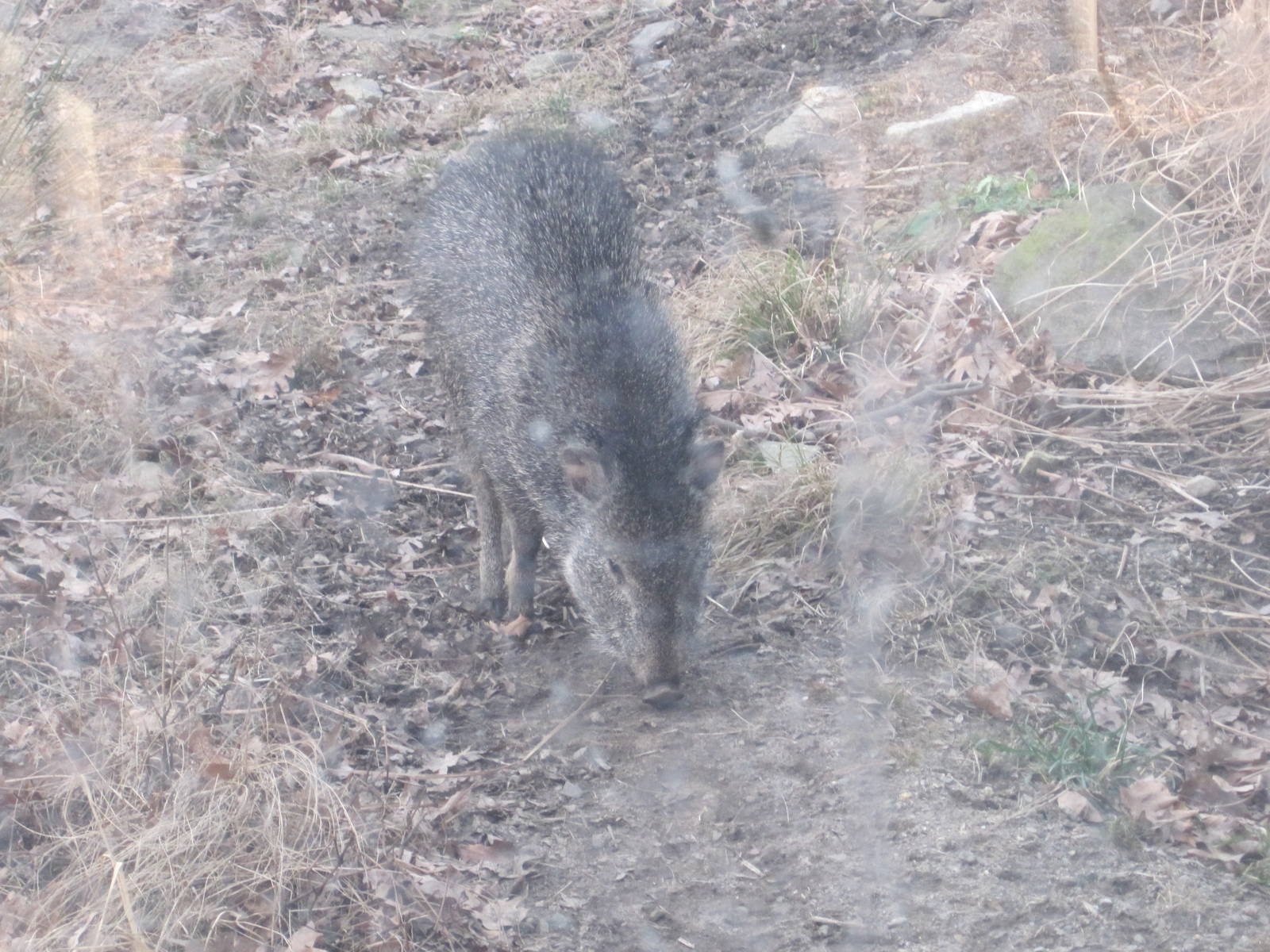 Chacoan Peccary Piglet