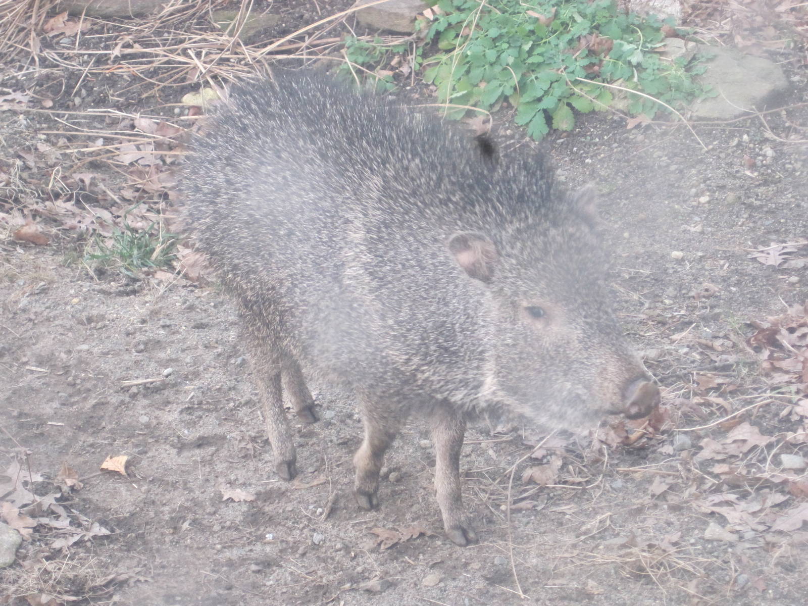 Chacoan Peccary Piglet