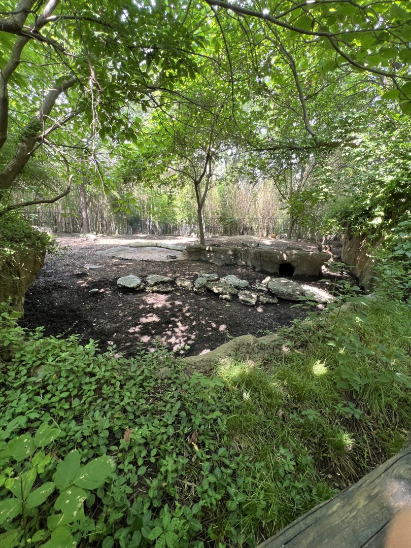 Chacoan Peccary/Red River Hog Exhibit