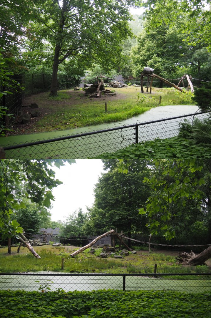 Chacoan peccary, Ring-tailed coati and White-nosed coati exhibit, 2020-07-14