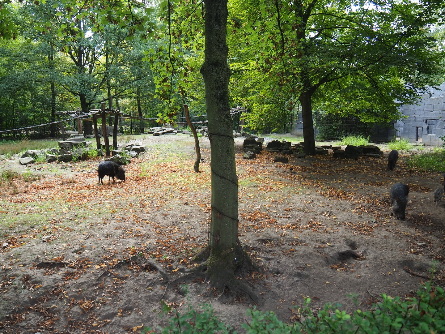 Chacoan peccary/Ring-tailed coati/White-nosed coati exhibit
