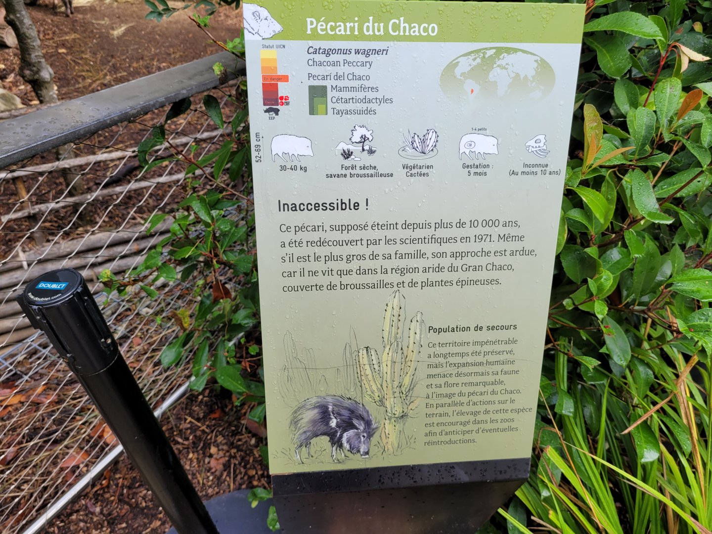 Chacoan peccary sign -Parc Zoologique de Paris (2022)