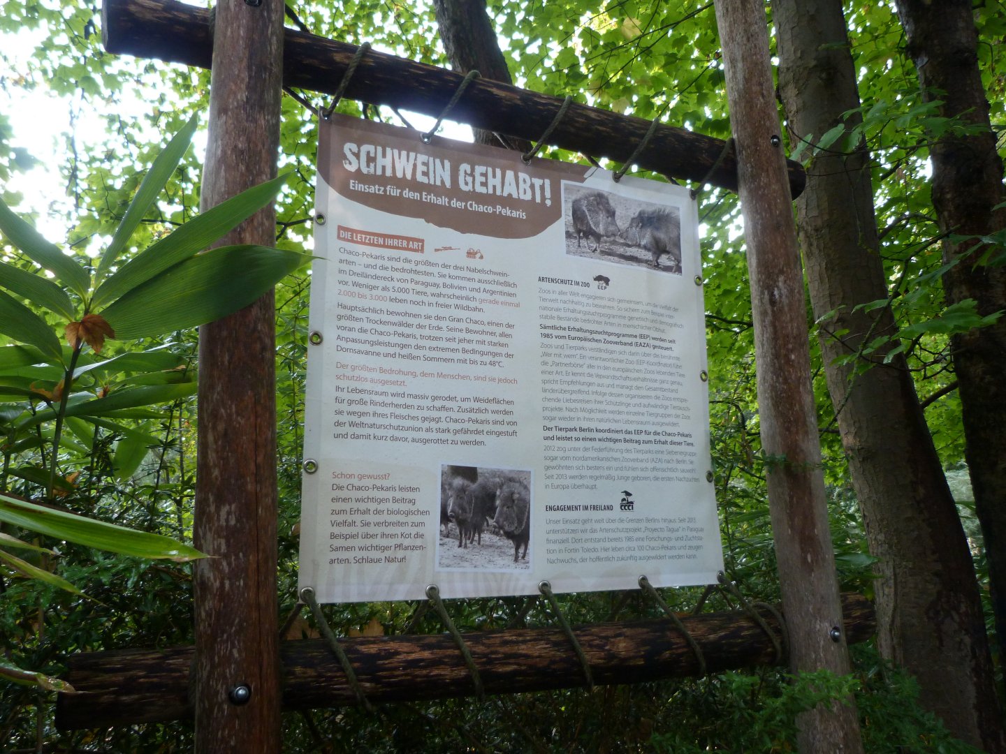 Chacoan peccary sign -Tierpark Berlin (2024)