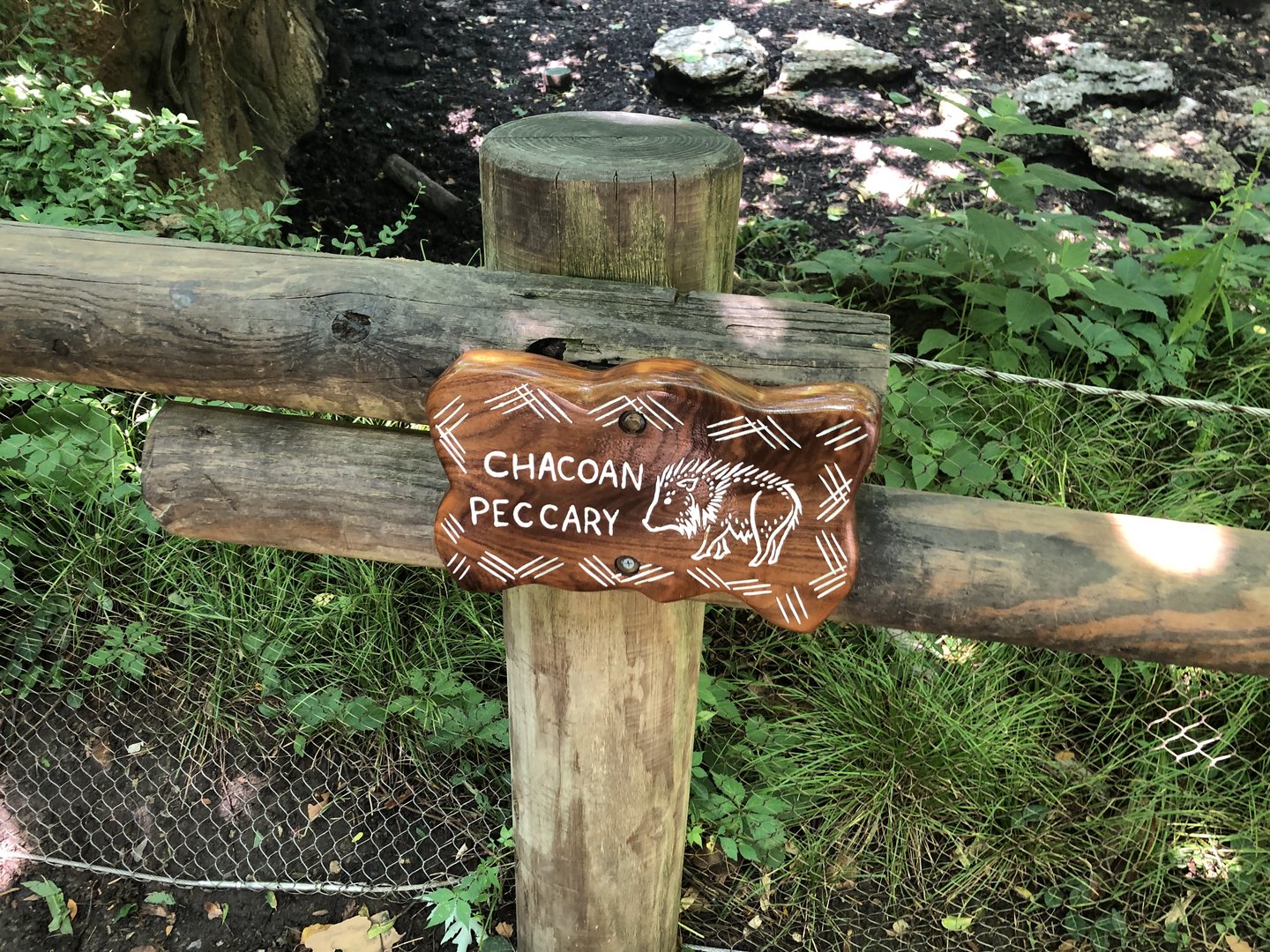 Chacoan Peccary Sign