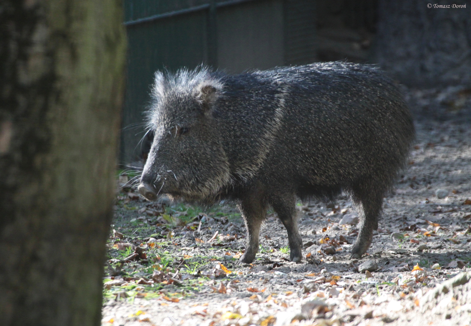 Chacoan Peccary / Tagua (Catagonus wagneri)