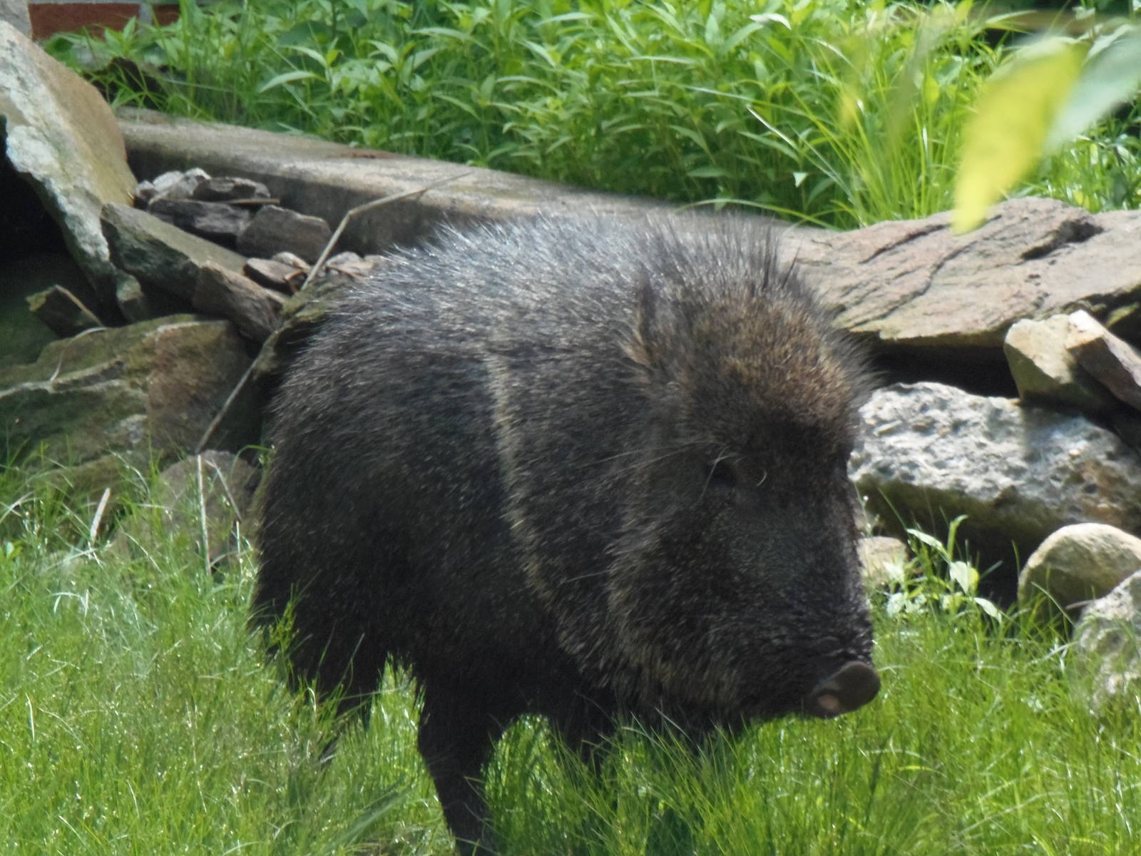 Chacoan Peccary Walking Around