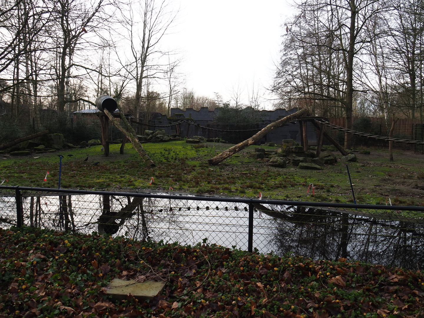 Chacoan peccary, white-nosed coati and ring-tailed coati exhibit, 2020-01-11