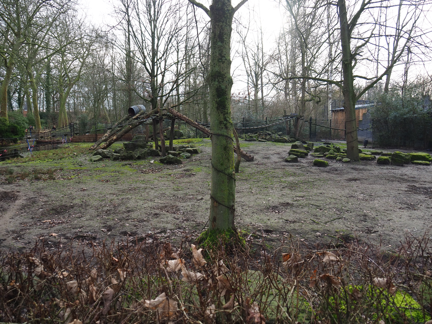 Chacoan peccary, white-nosed coati and ring-tailed coati exhibit, 2020-01-11