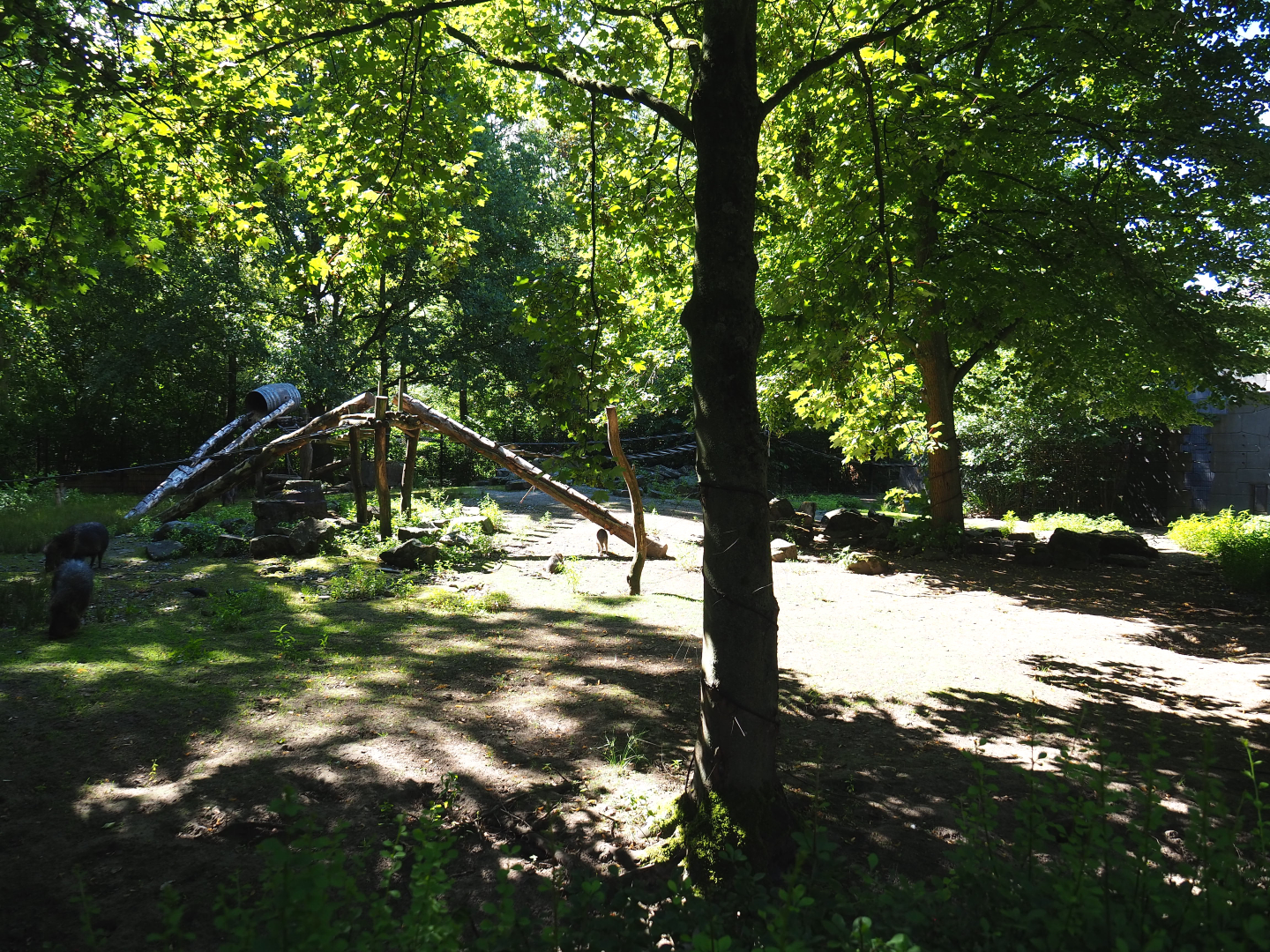 Chacoan peccary, White-nosed coati and Ring-tailed coati exhibit, 2020-07-21