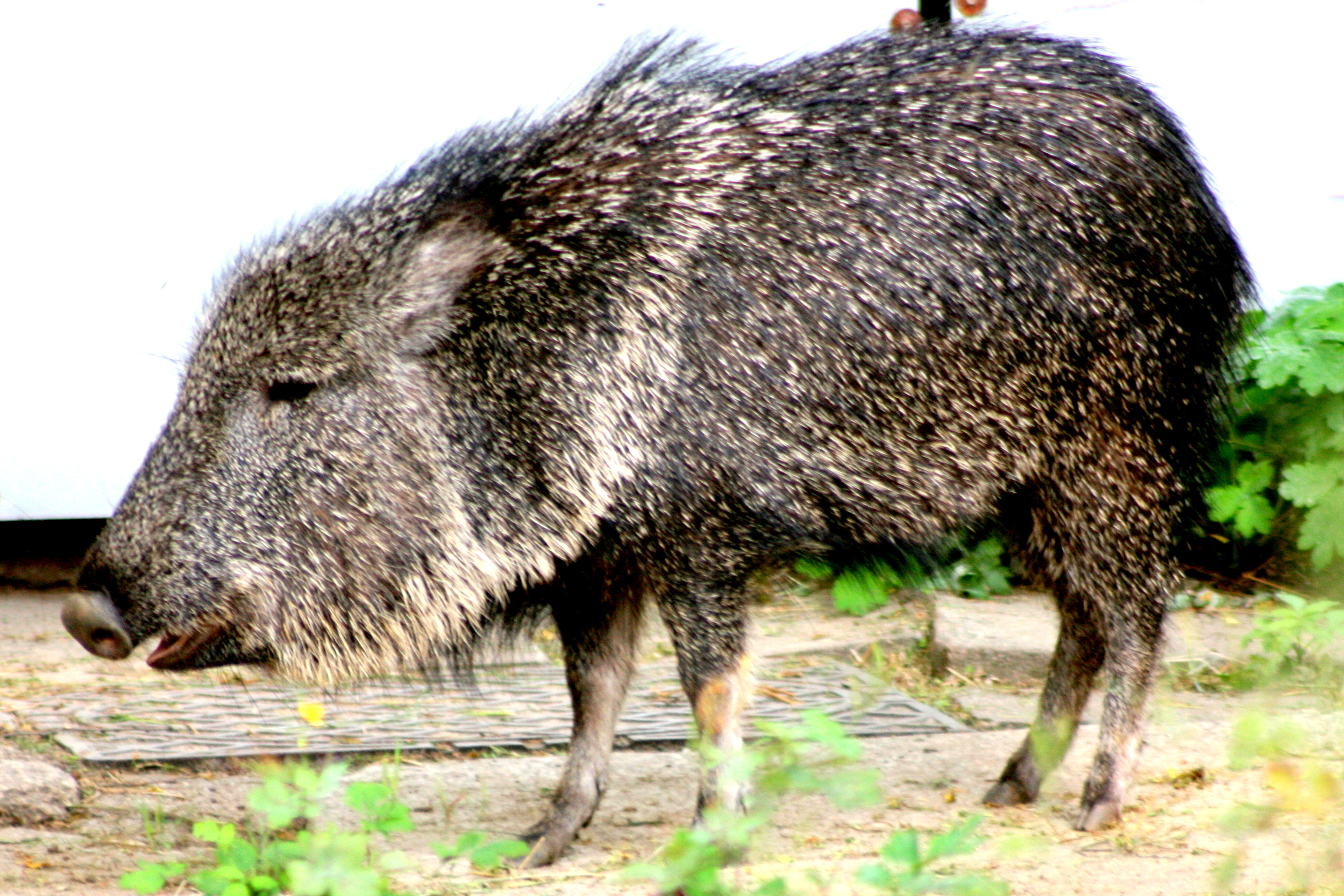 Chacoan peccary; Wroclaw; 9th September 2017