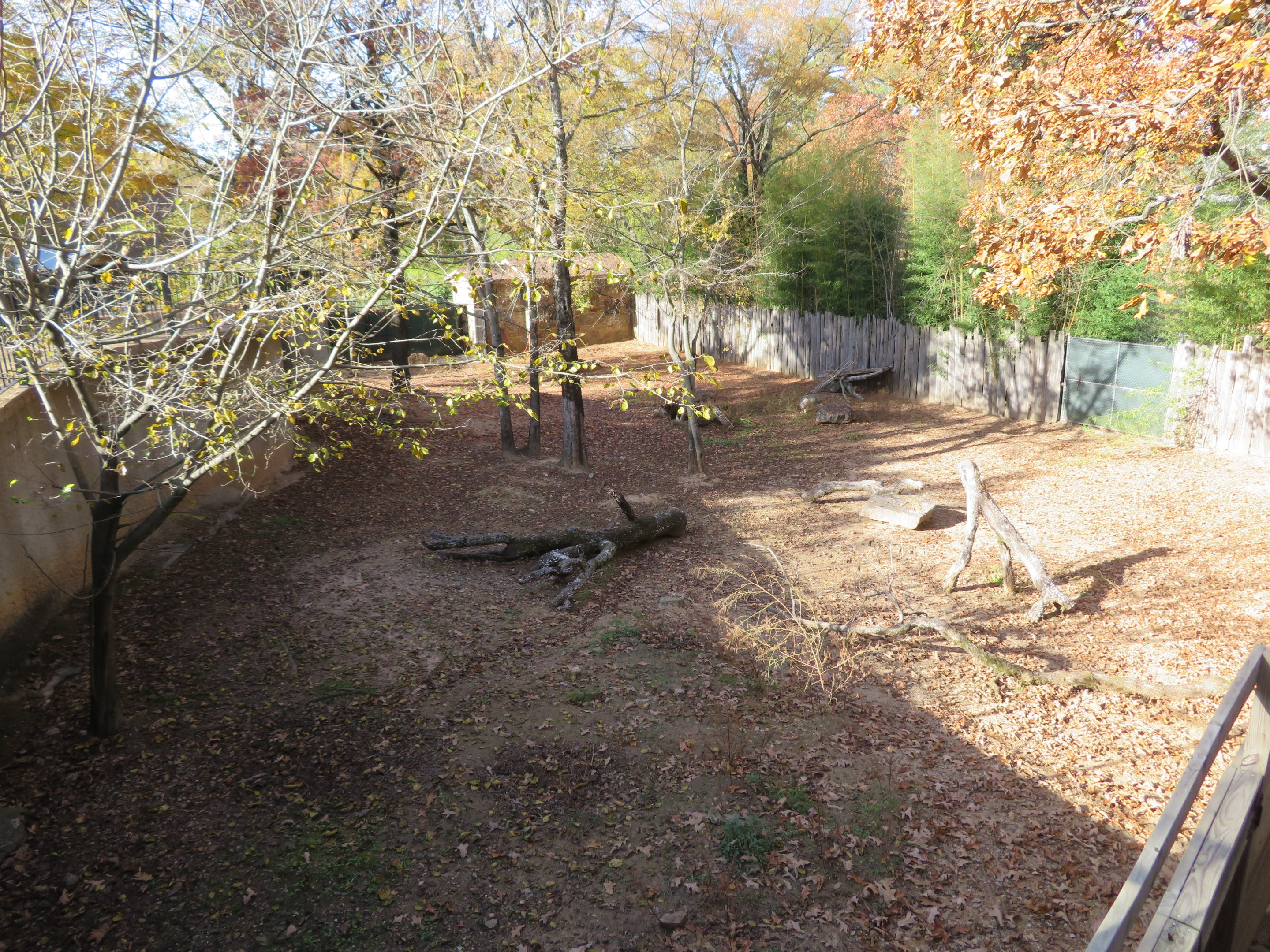 Chacoan Peccary Yard