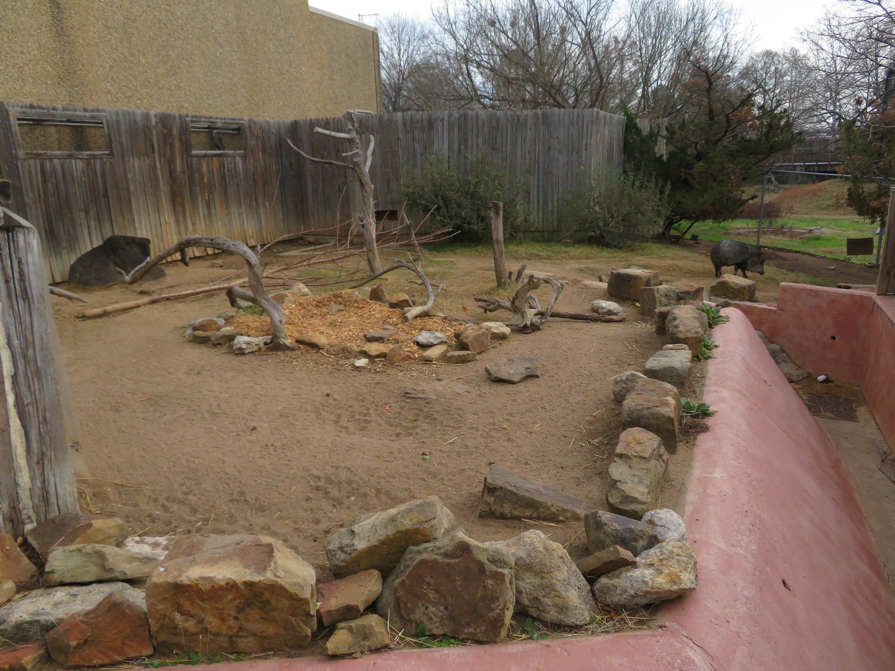 Chacoan Peccary Yard