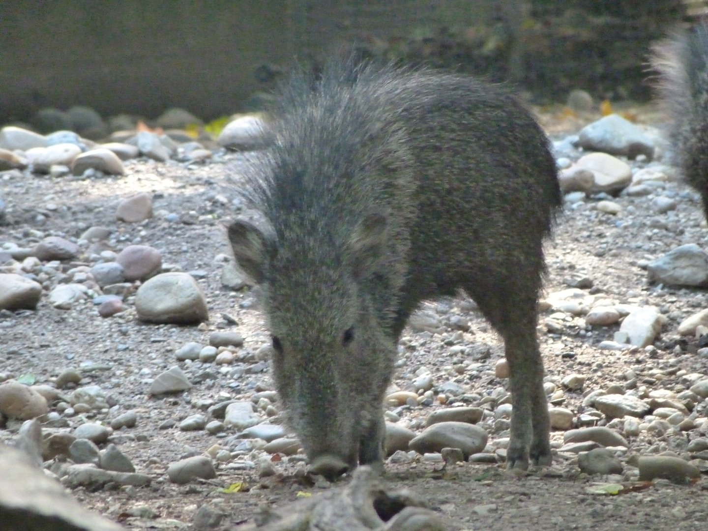Chacoan peccary -Zoo Praha (2025)