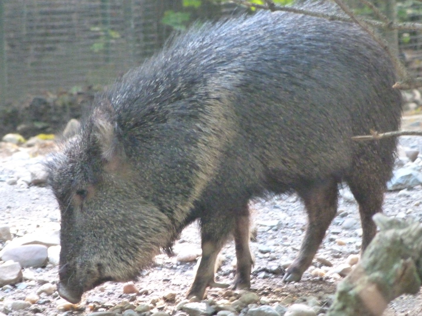 Chacoan peccary -Zoo Praha (2025)