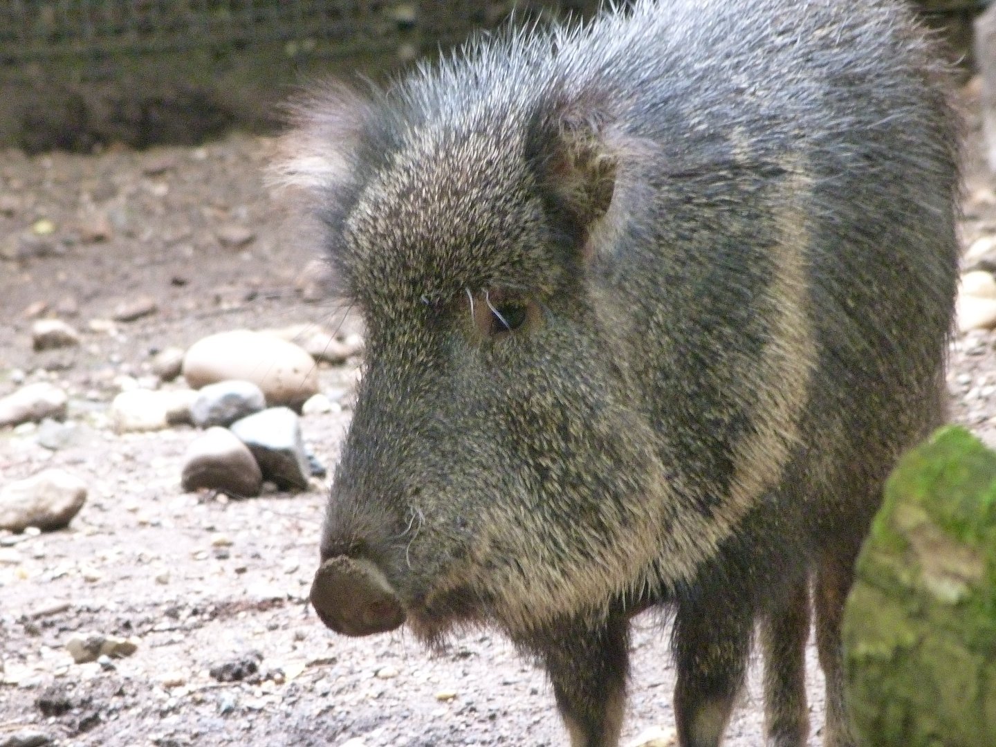 Chacoan peccary -Zoo Praha (2025)