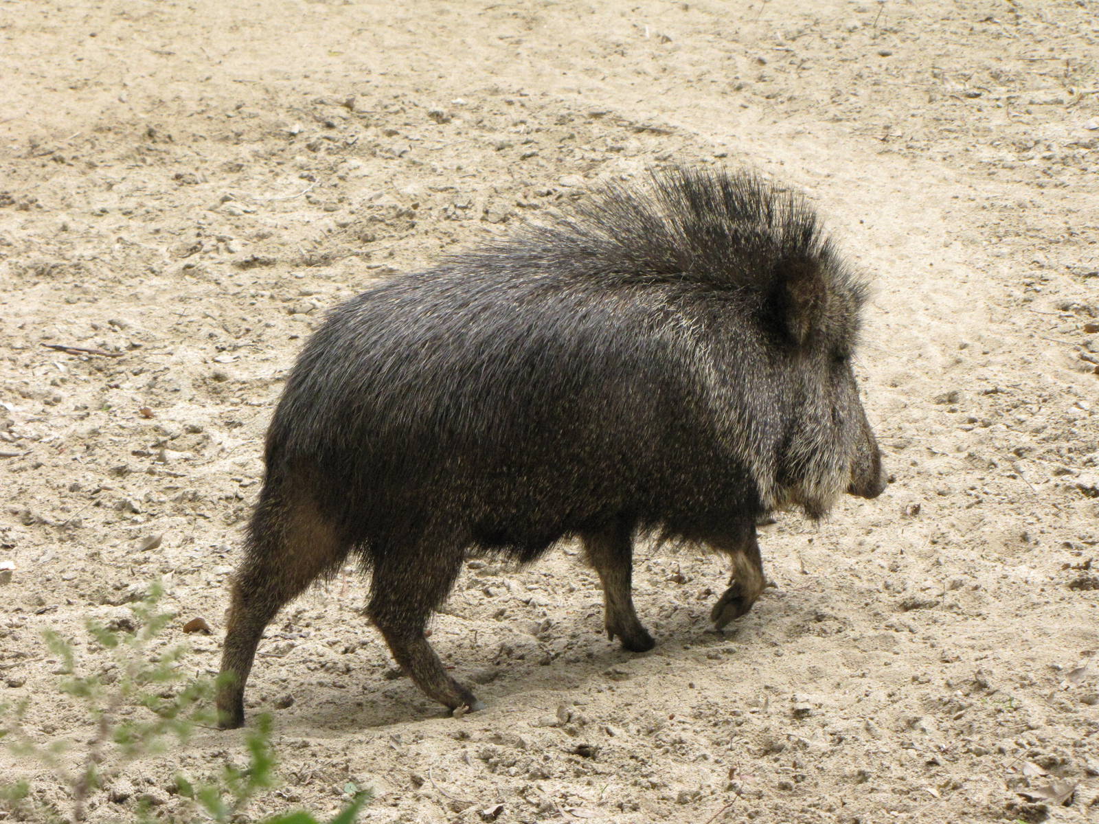 Chacoan Peccary