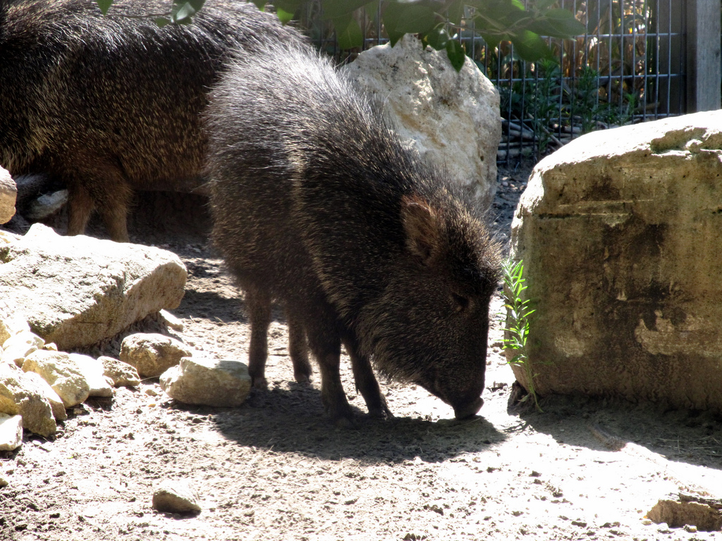 Chacoan Peccary