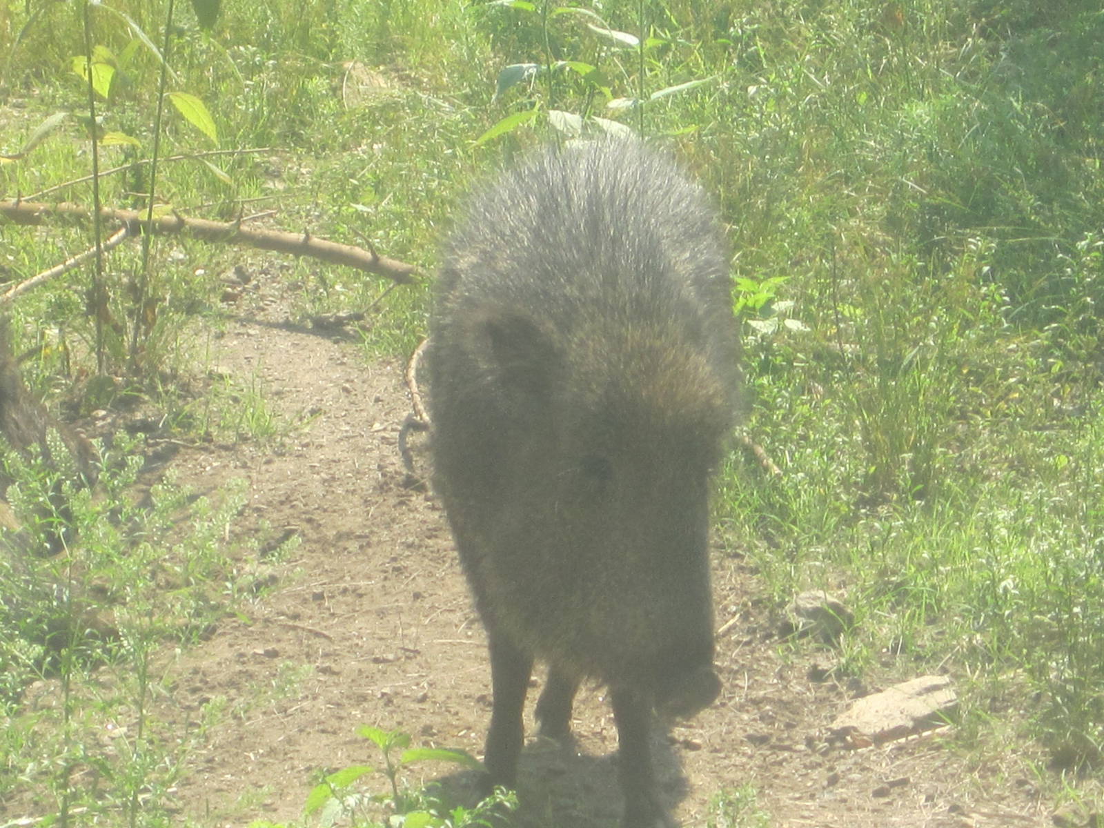 Chacoan Peccary