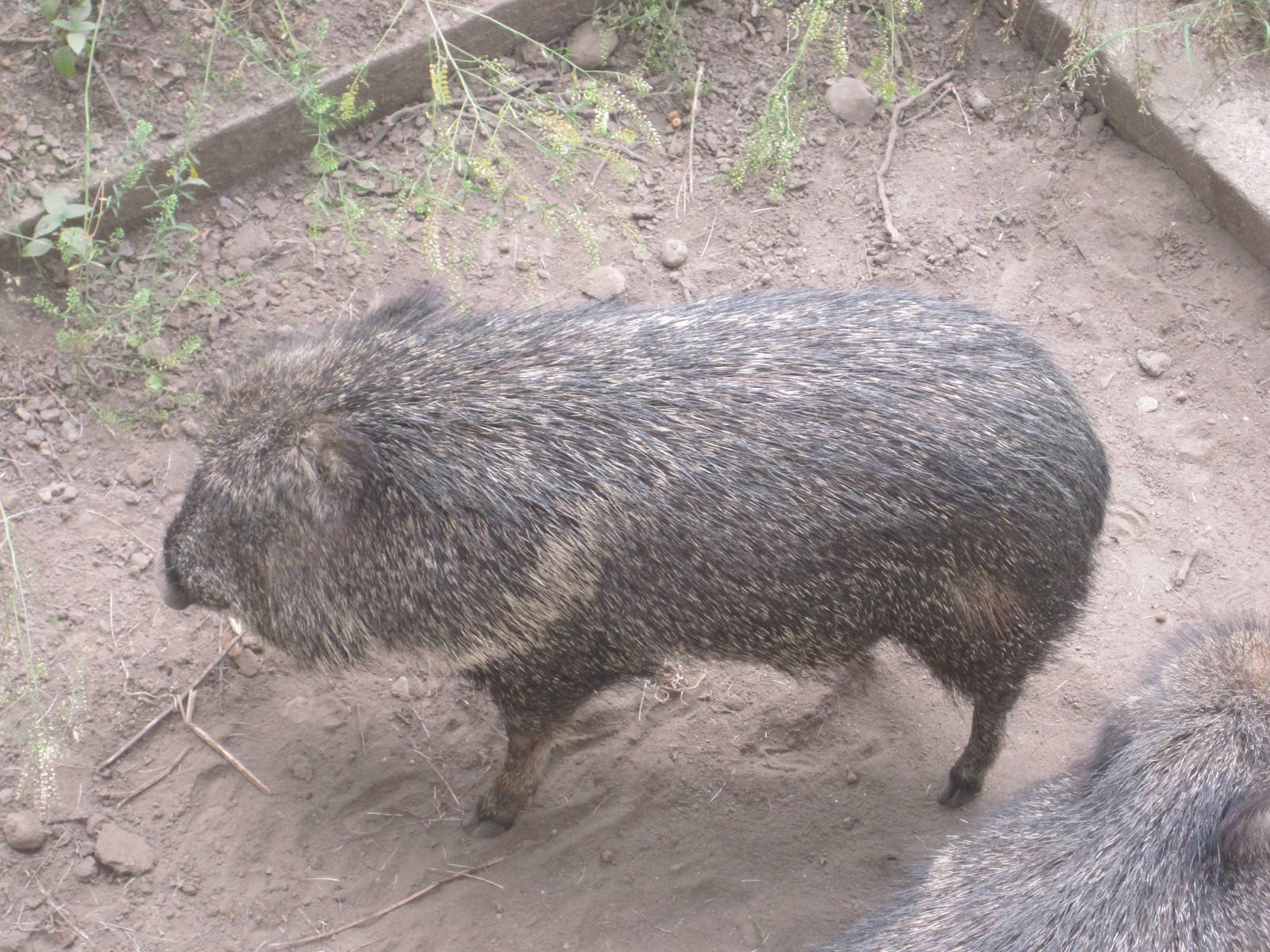 Chacoan Peccary