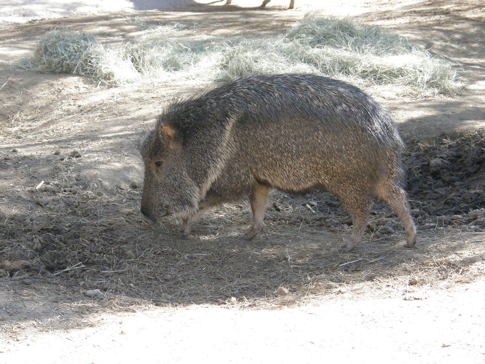 chacoan peccary