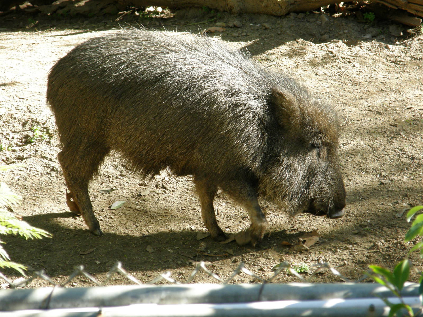 chacoan peccary