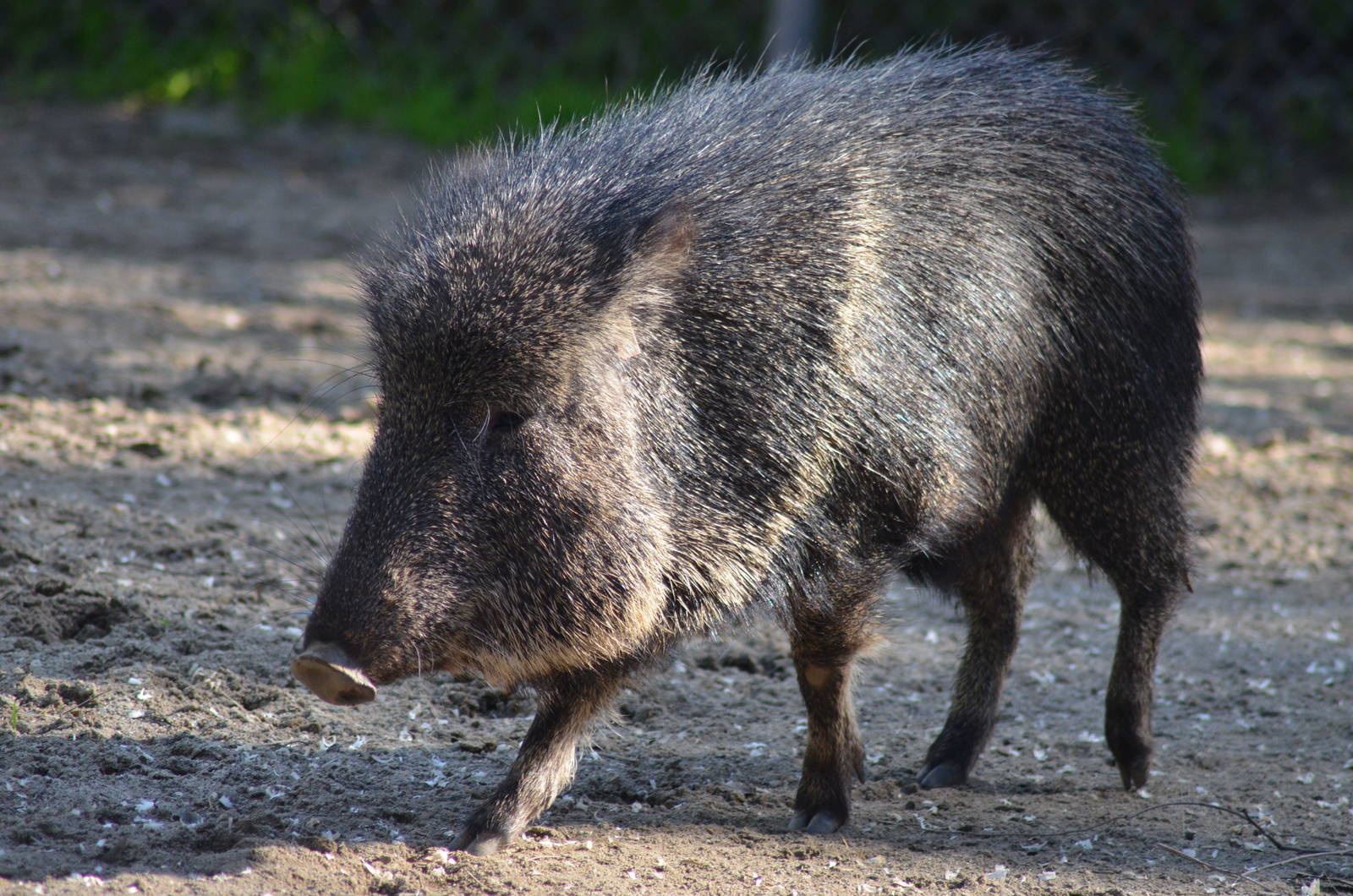 Chacoan Peccary