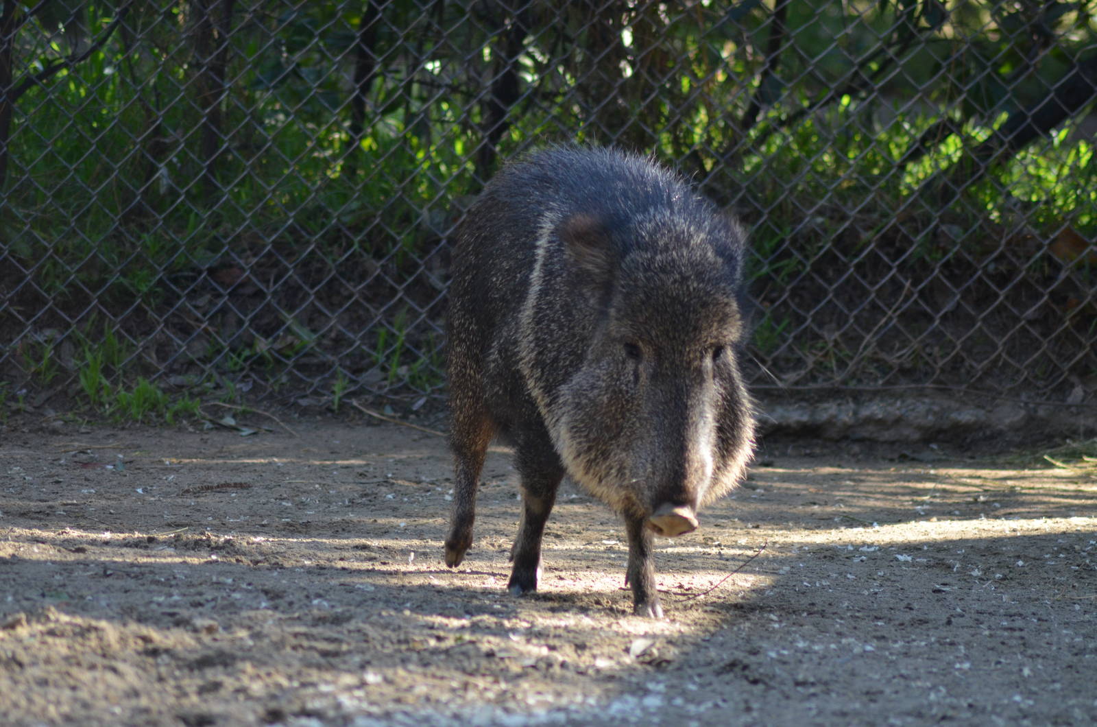 Chacoan Peccary
