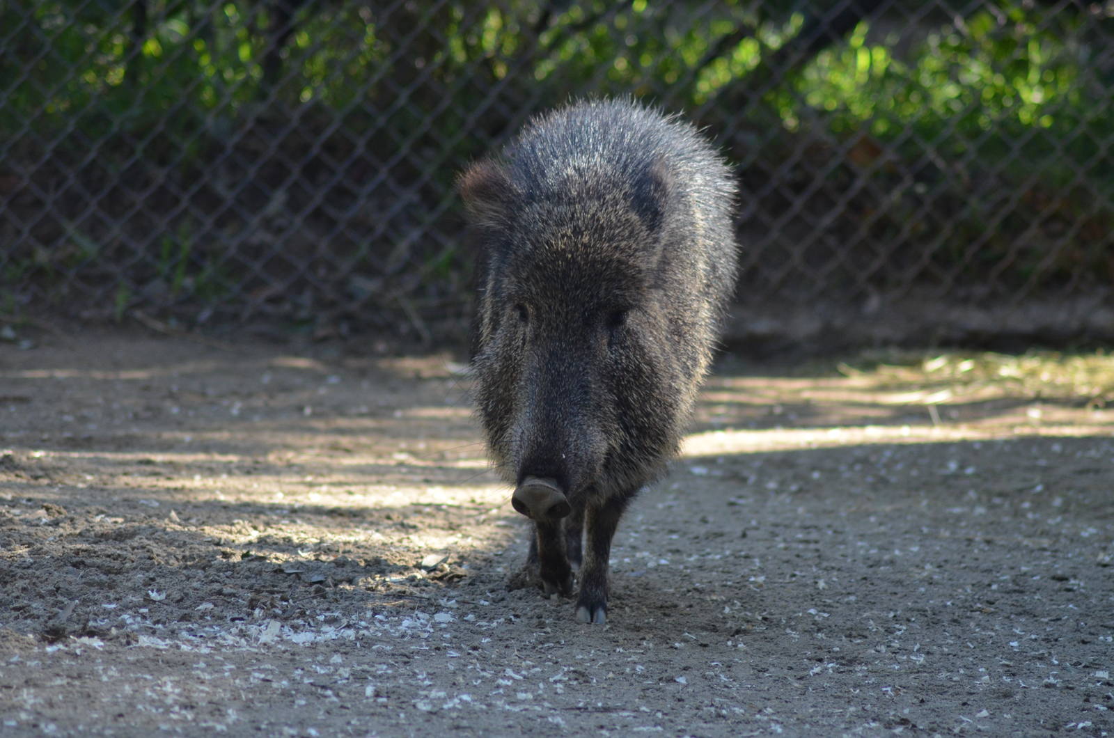 Chacoan Peccary