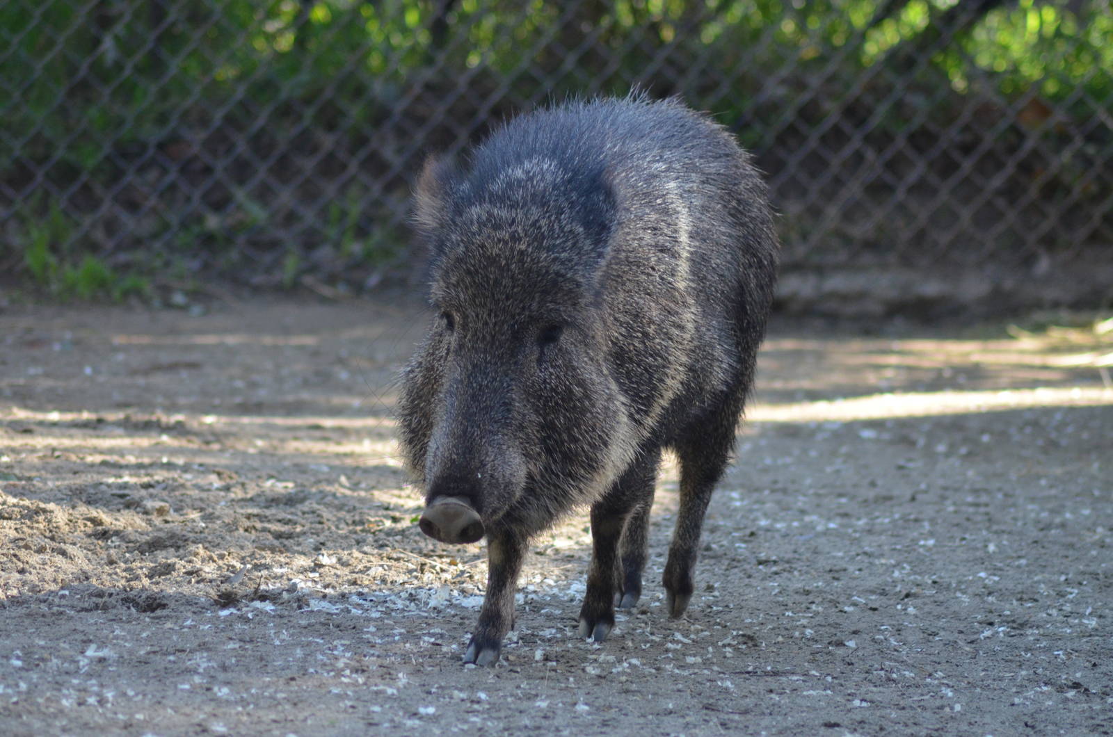 Chacoan Peccary